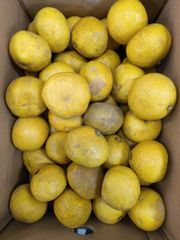 果物　文旦 10kg 訳あり　フルーツ　蜜柑