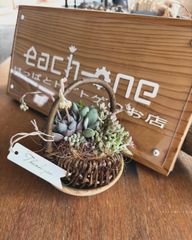 イーチワン　限定　可愛い多肉セット　9個　植物　お楽しみセット　サボテン　エケベリア　ハオルチア　セダム　お得　福箱