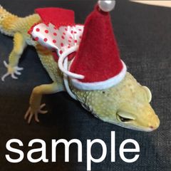 【01 コス】爬虫類 クリスマス コスチューム S〜M