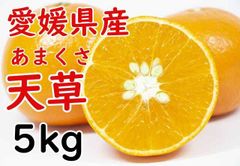 【紅まどんな 親品種】愛媛県産 天草 あまくさ みかん 5kg 柑橘