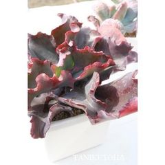 Item thumbnail for item bde3e21d-20ec-4756-9778-351bce996cba