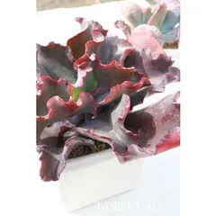 イブニングドレス カット苗 2寸ポット エケベリア 弁慶草科 多肉植物