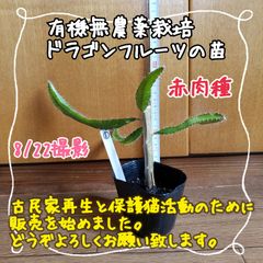 【ぐんぐん育ってます♡】無農薬栽培ドラゴンフルーツ(赤)の苗⑥