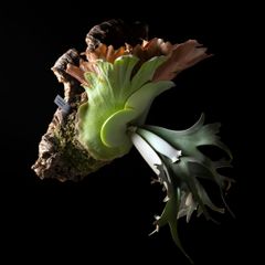 コウモリラン　ビカクシダ　ヒリー　P.Hillii sattahip OC P. hillii 'Sattahip' サッタヒップ サタヒップ ビカクシダ 胞子 pd8s