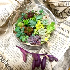 多肉植物セダムカット苗詰め合わせ