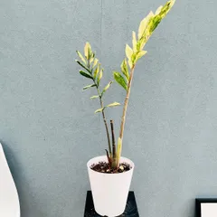 2025年最新】ザミオクルカス 斑入りの人気アイテム - メルカリ