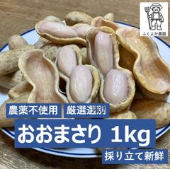 おおまさり　1kg（大粒落花生　ゆで専門）