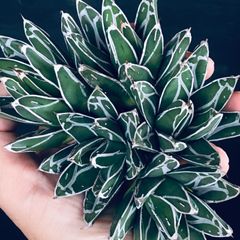【最終値引価格】児玉姫笹の雪 アガベ ビクトリア レジーナ Agave victoriae reginae 'Kodama Himesasanoyuki'