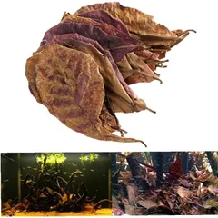 沖縄県やんばる産マジックリーフ 1kg UV殺菌灯照射済み① 沖縄県やんばる産マジックリーフ 60g 20〜25枚入 UV殺菌灯照射