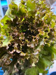 リーフレタスとこだわり茄子のセット
