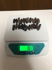 工場直売 関西産A級品 乾燥赤なまこ  100g20本(計量時100g22本)