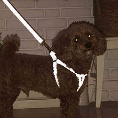 Item thumbnail for item c0d2b462-310e-4c23-879c-b928e6044cb8