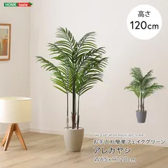 2025年最新】アレカヤシの人気アイテム - メルカリ