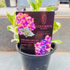 紫陽花 カラフルランジア スパイスNO.2〔4号〕紫陽花 大栄花園