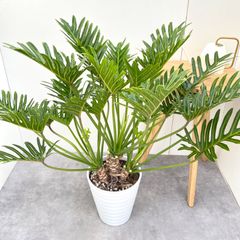 ザミア プミラ メキシコソテツ【現品】観葉植物 大型 10号