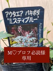 日陰〜半日陰の宿根草