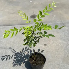 希少！オーガニック　カレーリーフ ビックサイズ　一株　まもなく売り切れ‼️残少 希少！オーガニック カレーリーフ ビックサイズ 一株 まもなく