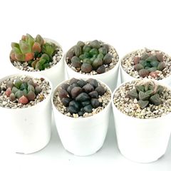 【多肉植物】ハオルチア6種セット