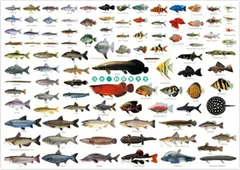 2024年最新】熱帯魚大図鑑の人気アイテム - メルカリ