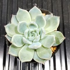 多肉植物 ルナレン エケベリア 抜き苗 根付き 6㎝ポット使用