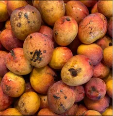 訳あり　ミニマンゴー　8,5kg クール便 宮崎県産 完熟ミニマンゴー 2kg セール クール便 果物