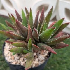 多肉植物アロエ属　ゼブリナ