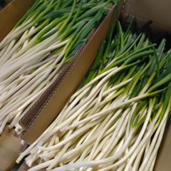 【常温】白ネギ 15kg Sサイズ(1cm未満) 白ねぎ 長ねぎ B品