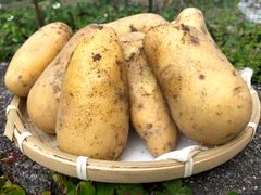 【十勝の大地が育んだメークイン】 北海道 十勝産 秀品 メークイン 10kg M~Lサイズ いも 芋 じゃがいも