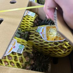 業界最安値！台湾パイン20キロ6玉BIGサイズ