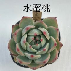 エケベリア 水蜜桃