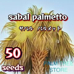 【種】50粒　Sabal palmetto　サバル　パルメット