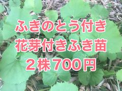 ⭐️花芽付き⭐️ふき苗2株⭐️ふきのとう付き　山蕗 野蕗 フキノトウ　ふきのとう苗