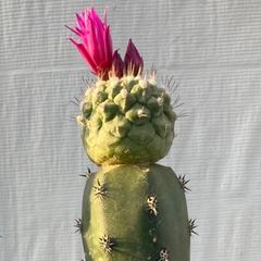 サボテン 赤花菊水(B)