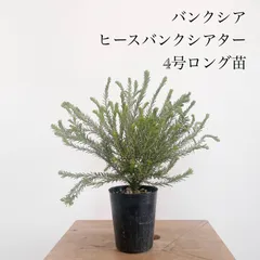 2025年最新】オージープランツの人気アイテム - メルカリ