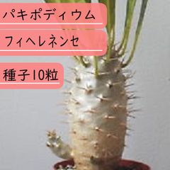 【種子】パキポディウム・フィヘレネンセ　種子10粒