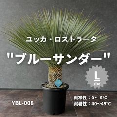 現品/発根済み】『柱サボテン』 ドライガーデン / ロックガーデン