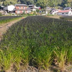 2023年最新】もち米 1ｋｇの人気アイテム - メルカリ