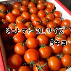 熊本県産 ミニトマト 大きいサイズ 3キロ クール便