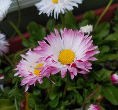 デージー　種30粒　花の種