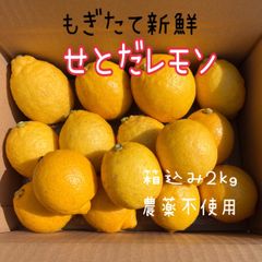 国産レモン　瀬戸田レモン　レモン　もぎたて新鮮　栽培期間中農薬不使用　安心安全　箱込みで2㎏　送料込み