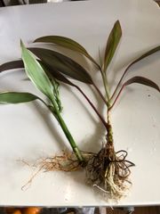 観葉植物　コルジリネと竹