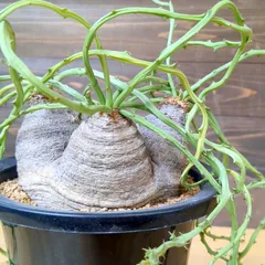 2025年最新】デシドゥアの人気アイテム - メルカリ