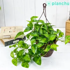 PLANCHU 観葉植物 ポトス グローバルグリーン 5号吊り鉢 育て方説明書付き PVP Epipremnum aureum ‘Global Green’ エピプレムナム アロイドのサムネイル