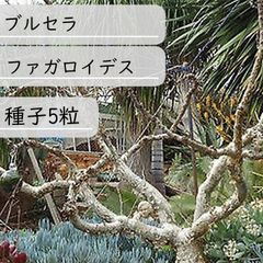 【種子】ブルセラ・ファガロイデス　種子5粒【送料無料】