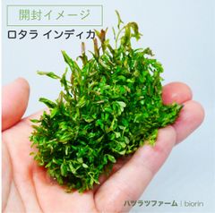 （１袋）（組織培養）ロタラ インディカ