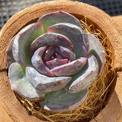 粉系 粉系