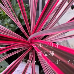 【リクエスト商品】コルジリネ：チャーリーボーイ(5号)　4株セット
