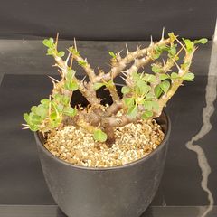 J634【自社養生株】サルコカウロン　バンデリエティアエ（現地球・発根株・鉢植え）【塊根植物】