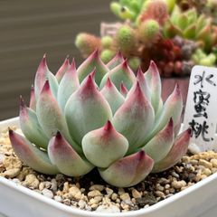 多肉植物 ☘️ 水蜜桃 抜き苗