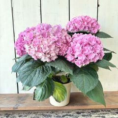 あじさい雨のち晴れ5号鉢来季用